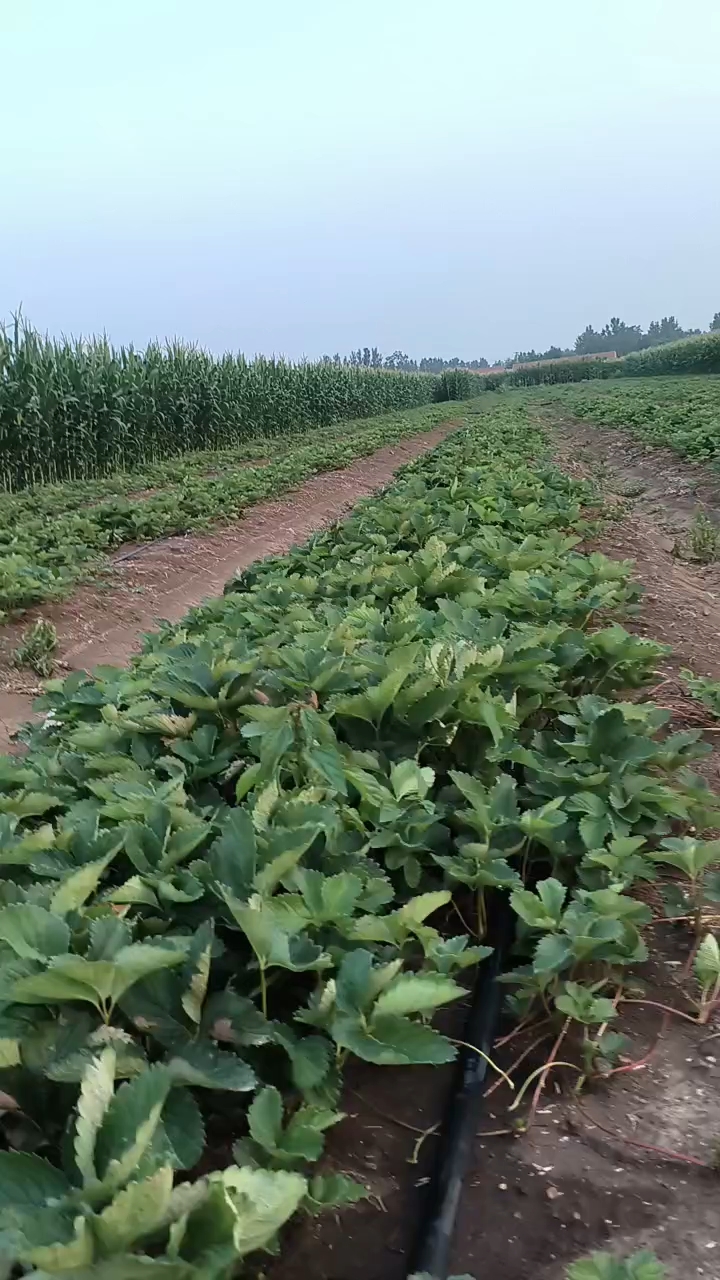 潍坊市草莓苗，欢迎您订苗！需要草莓苗的联系我谢谢，保质证质量