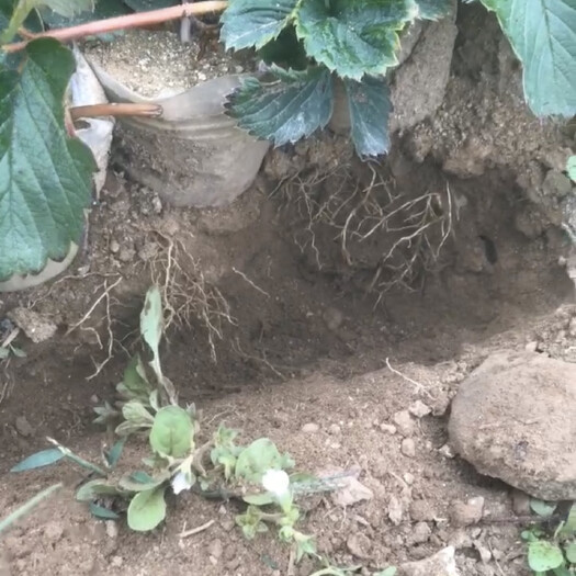 凤城市红颜草莓苗3万棵。无毒无病，打包价5毛！