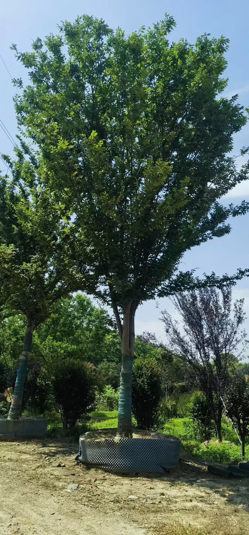 丛生朴树单杆朴树造型朴树地产朴树单位朴树斜飘朴树徐州朴树沙朴