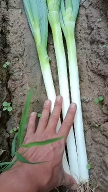 定襄县山西忻州铁杆大葱，钢葱
