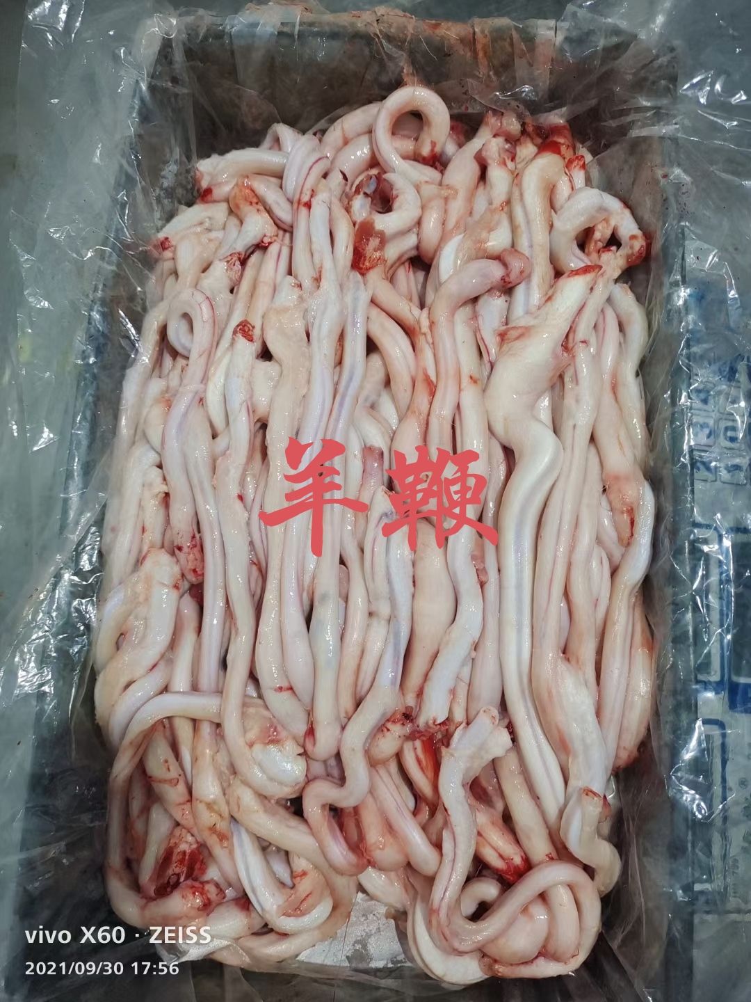 【羊鞭】绵羊的羊鞭，新鲜速冻，规格不等量大优惠！全国接单！