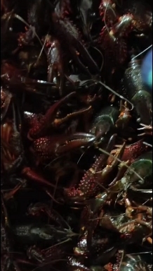 潜江市湖北清水小龙虾