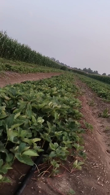 各种草莓苗潍坊安丘的，需要的联系我谢谢！自家的草莓苗繁育基地