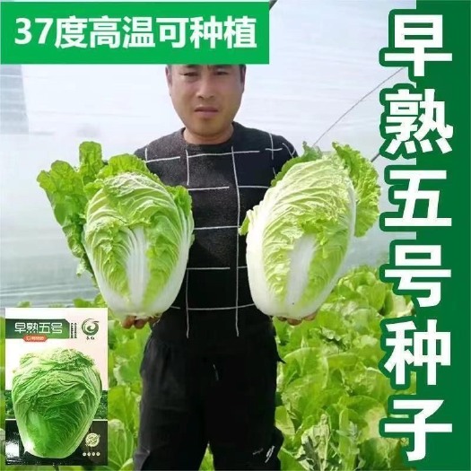 长沙早熟五号白菜种子大田耐高温包心夏季大白菜籽抗热耐热一代良种