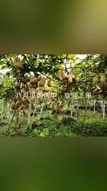 龙山县八月瓜