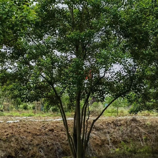 邳州市丛生乌桕单杆乌桕假植乌桕造型乌桕徐州乌桕现货乌桕地产乌桕