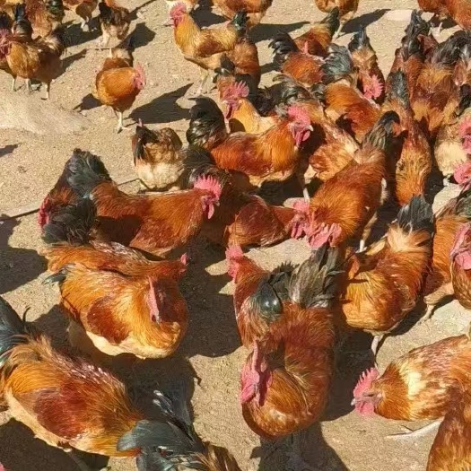 衡阳青脚小土鸡公，青脚土鸡苗青爪土鸡苗 包出壳疫苗