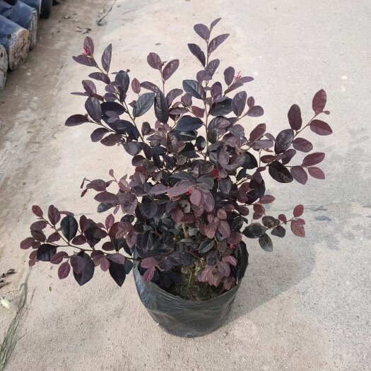 漳州红花继木杯苗，基地直发，原土发货，可以视频看货