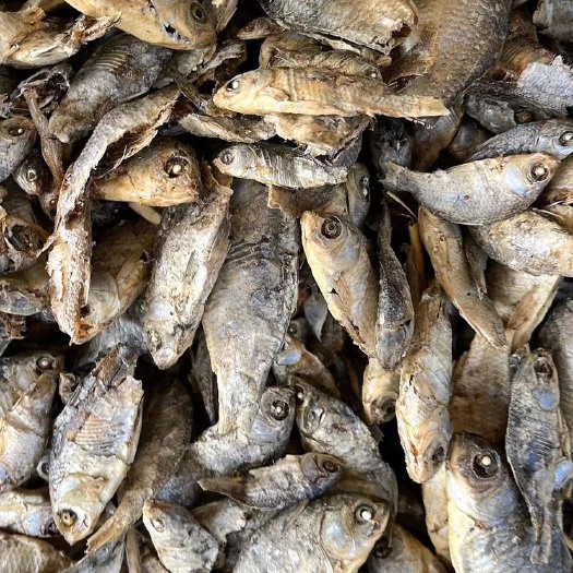 海兴县饲料小鱼