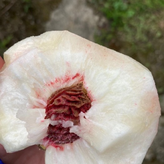 重庆武隆火炉脆桃，香脆甜，核肉分离，果中珍品