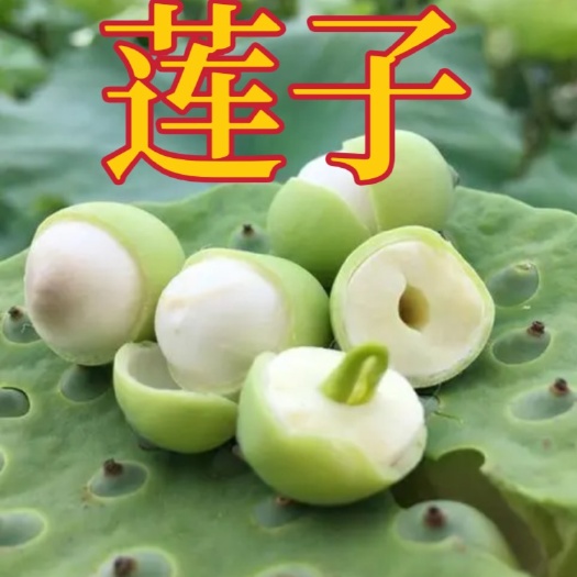 衡阳县包邮新鲜嫩莲子米水果莲生吃不带莲蓬天然湘莲现摘现发