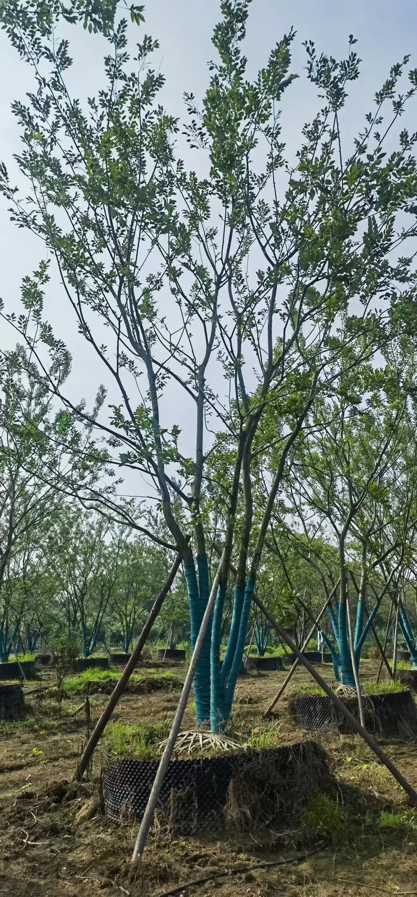 丛生朴树单杆朴树造型朴树地产朴树单位朴树斜飘朴树徐州朴树沙朴