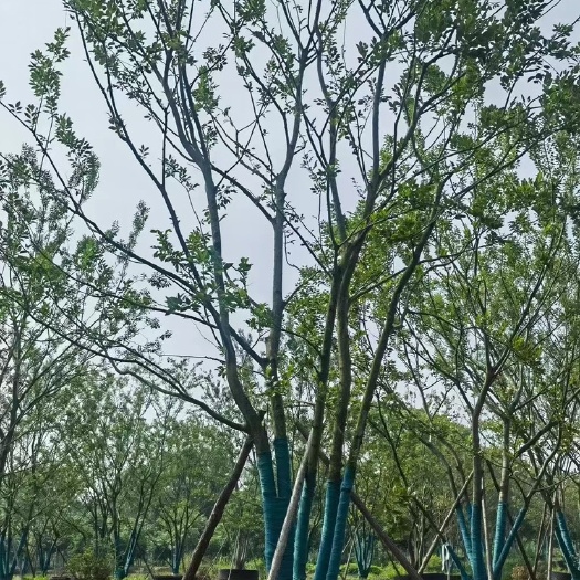 丛生朴树单杆朴树造型朴树地产朴树单位朴树斜飘朴树徐州朴树沙朴