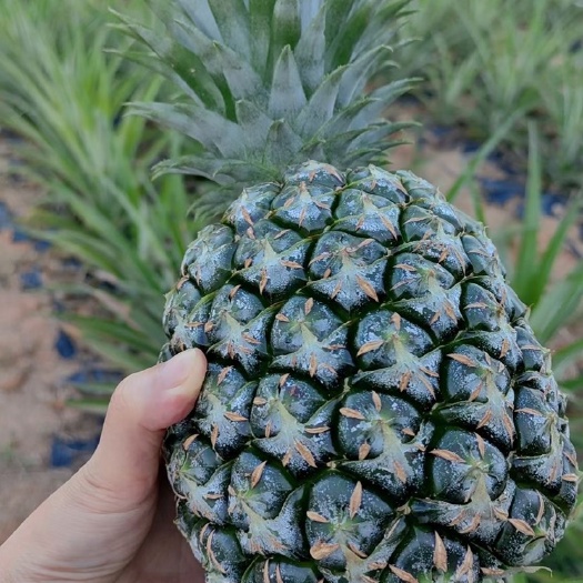 金钻凤梨