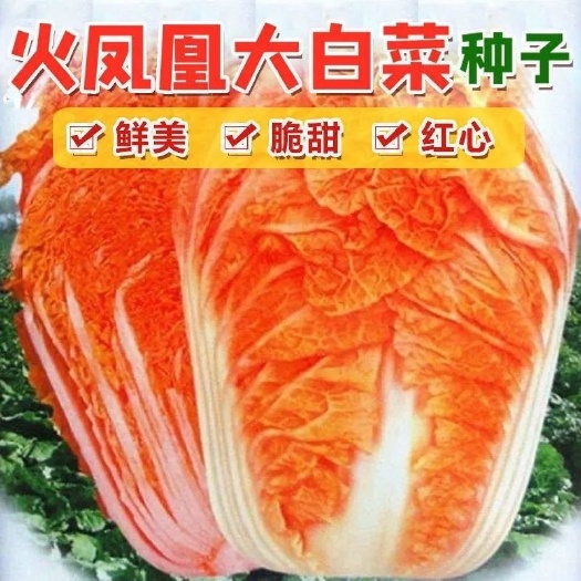 长沙火凤凰大白菜种子红白菜籽抗病高钙橘红心白菜农家大田易种植