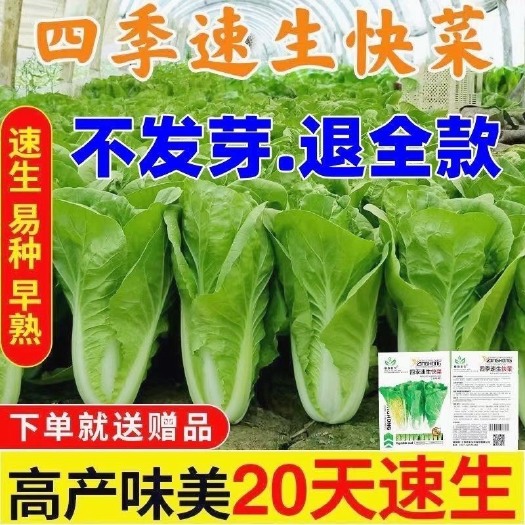 长沙快菜奶油种子20天成熟耐热耐高温四季速生小白菜种子蔬菜种
