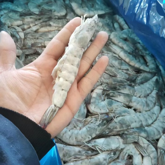 厄尔瓜多大虾