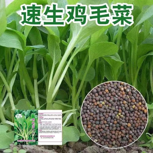 鸡毛菜种子18天速生鸡毛菜籽种子四季播盆栽耐热抗病有机蔬菜种