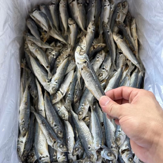 汕头淡干巴浪鱼干大只