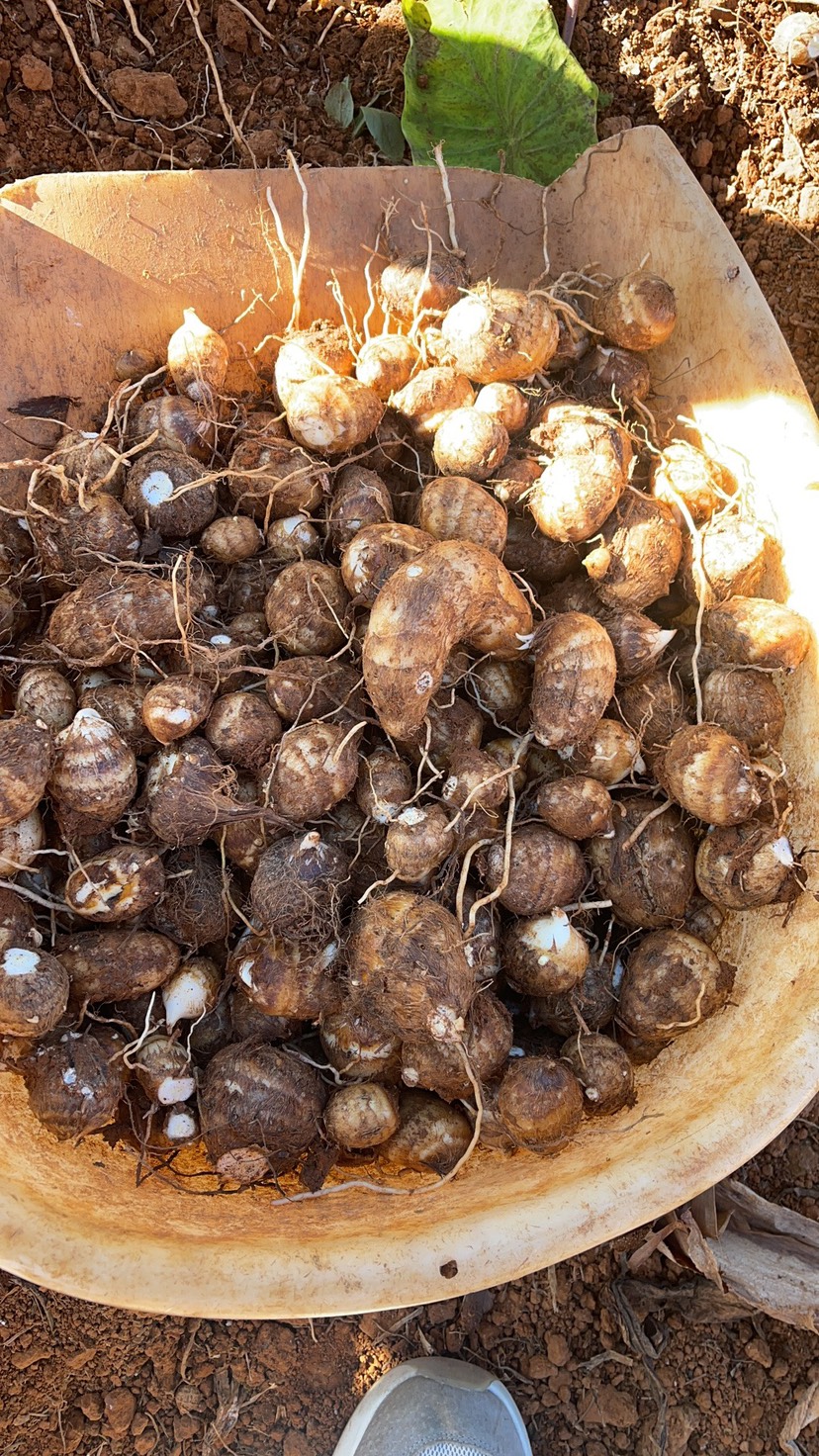 芋头 白芋头 大量上市