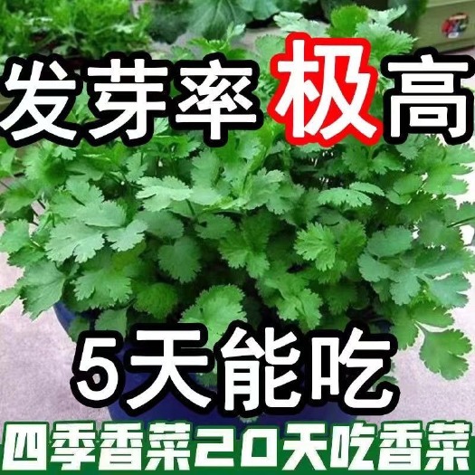 长沙四季小香菜籽阳台室内花卉盆栽庭院蔬菜籽四季种植香菜籽