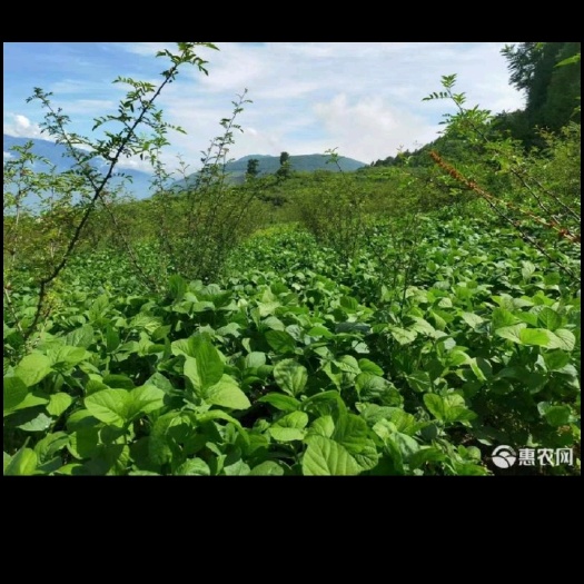 求购果园或荒地五亩