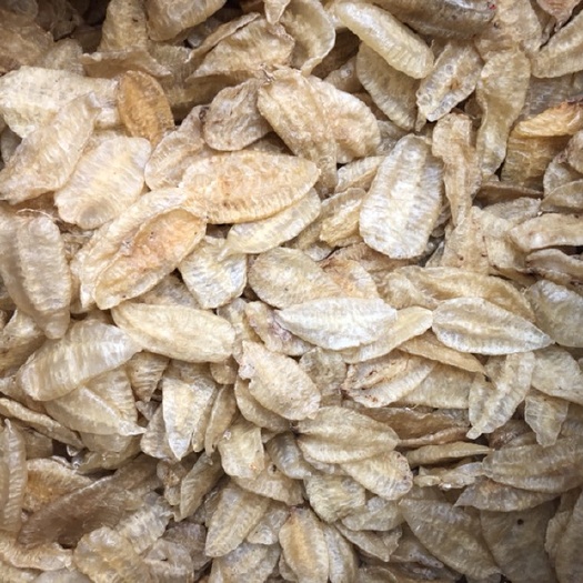 广州叶子胶鱼胶花胶一手货源批发