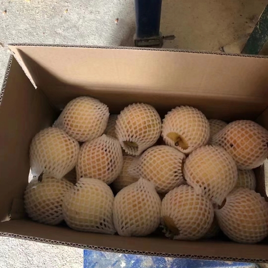 南阳博望黄金梨