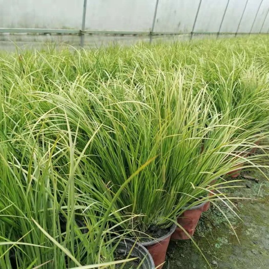沭阳县金叶石菖蒲