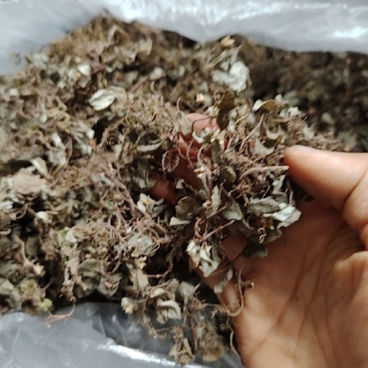 风柜斗草