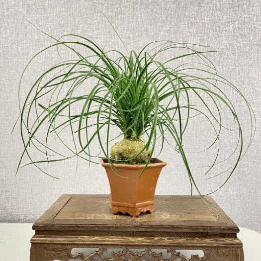 漳州酒瓶兰花