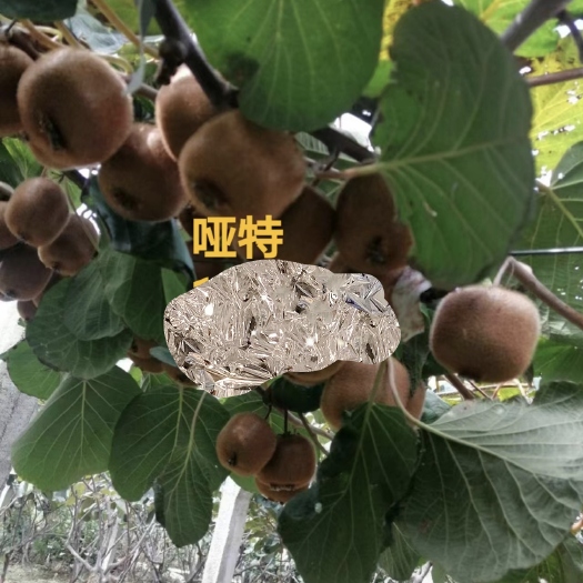 周至县周至亚特猕猴桃