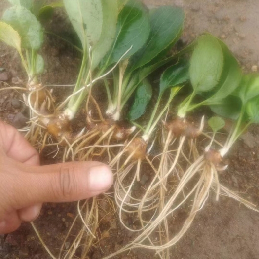 凤城市苍术种苗