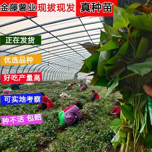 汶上县山东金藤薯业地瓜苗烟薯25龙薯9号等大量有货