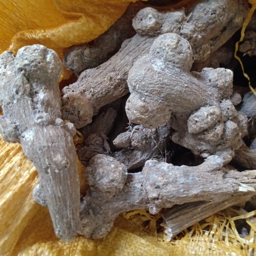 岳阳县供应二年生白术