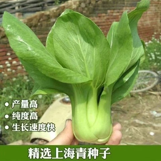 长沙四季上海青种子白菜种籽蔬菜种子青菜小白菜四季易种盆栽蔬菜种子