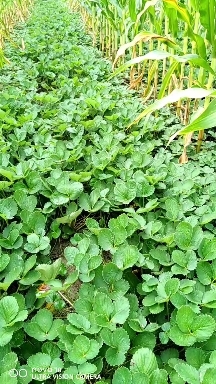中牟县大叶宁玉草莓苗，无病害