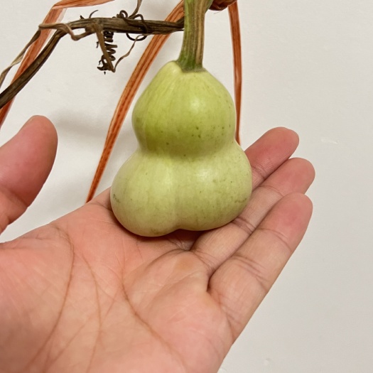 聊城天然小美国双胞胎连体，双脐，手把，盘玩