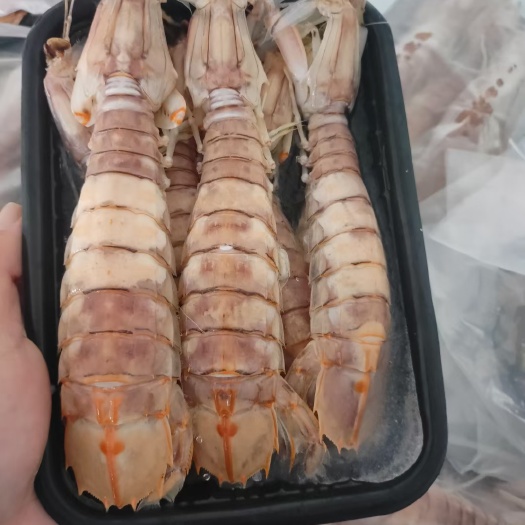 北海活煮熟冻《皮皮虾》大、中、小均有，肉质饱满，长期有货大量批发