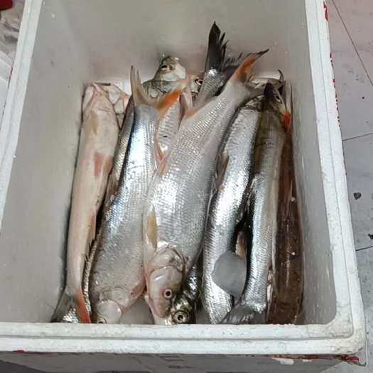 临湘市土红尾翘嘴