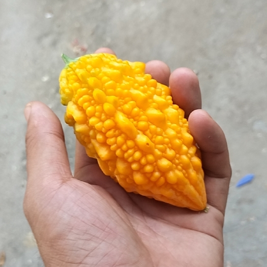 嘉祥县金铃子好人生，有苦，有甜。