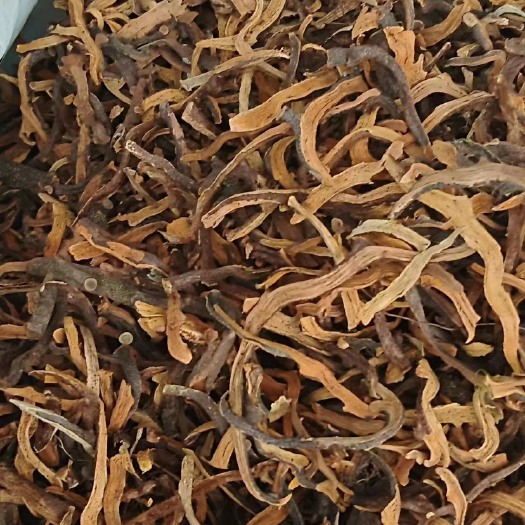 玉林骨碎补