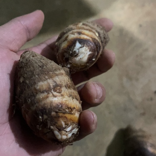 芋头 白芋头 大量上市