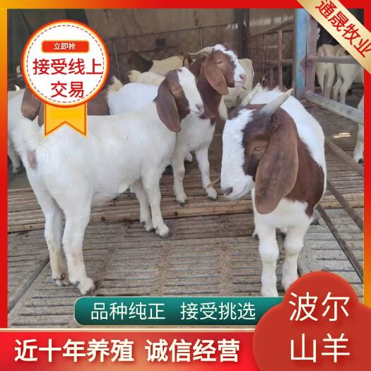 台前县常年出售波尔山羊 质量好 价格便宜 支持视频挑选欢迎朋友选购