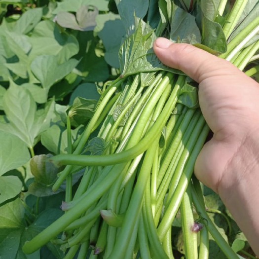 开封有大量红薯杆 红薯叶 需要的老板与我联系