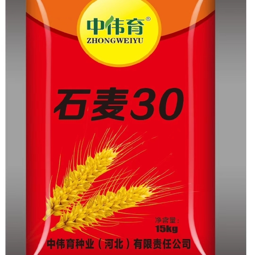 南宫市小麦种子