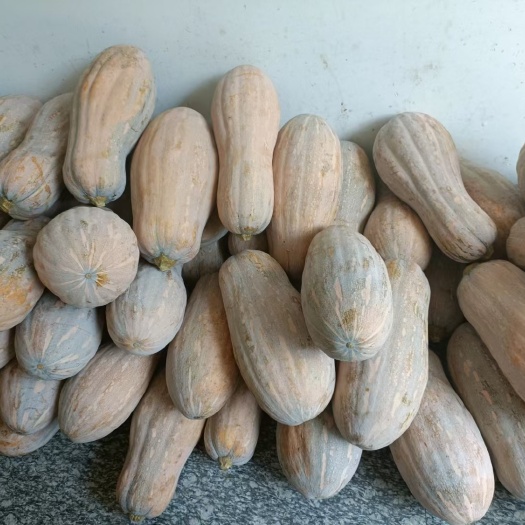 温州南瓜，温州地区自提，龙湾区1000斤送货