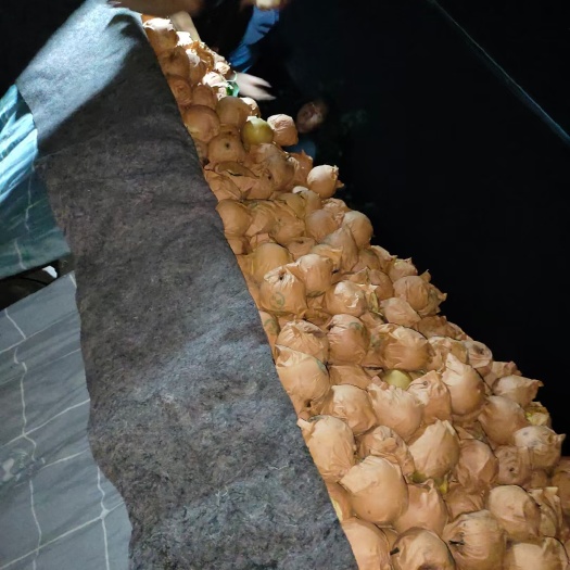 莱西市丰水梨