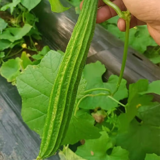 丰顺县丝瓜苗 精品丝瓜苗 菱角瓜苗 产量高，育苗基地直供