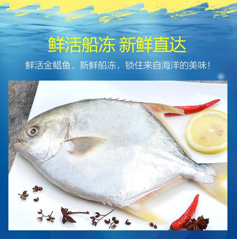 新鲜金鲳鱼鲜活冷冻特大金昌鱼平鱼海昌白鲳鱼深海海鲜水产